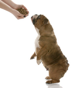 Best Dog Food for English Bulldogs