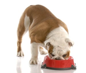 Best Dog Food for English Bulldogs