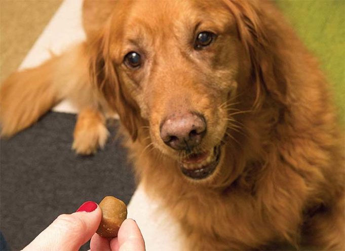 Best Dog Pill Pocket Treats 2020