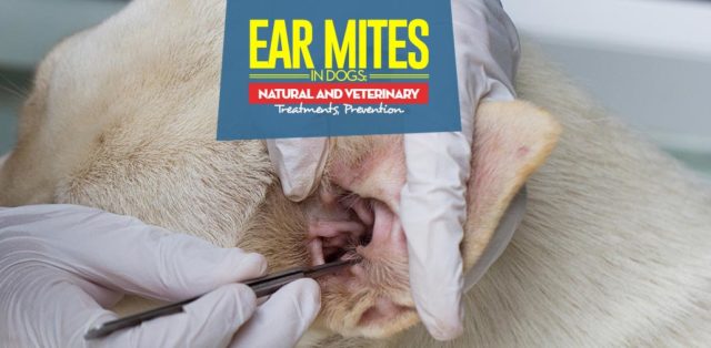 Best Treatments for Ear Mites in Dogs