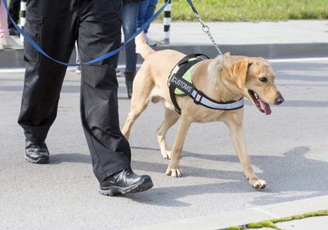 Cadaver Dogs Can Now More Accurately Identify Human Remains