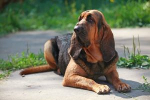 Dog Breeds Most at Risk for Arthritis