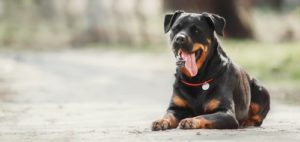 Dog Breeds Most at Risk for Arthritis