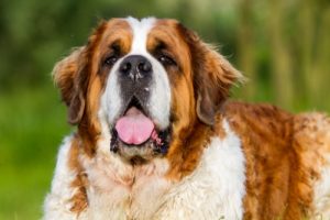  Saint Bernard