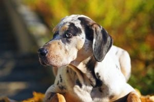 Catahoula Cur Dog