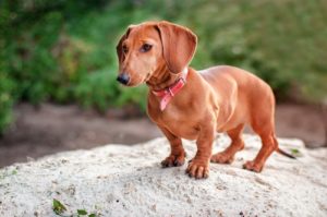 Dachshund