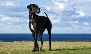 Great Dane