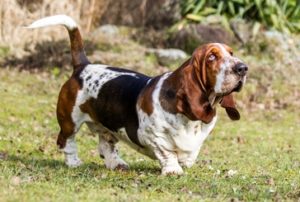 Basset Hound