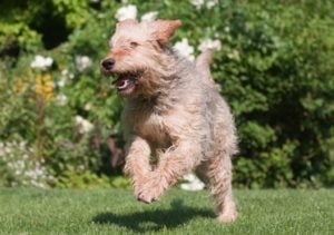 Otterhound