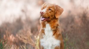 Nova Scotia Duck Tolling Retriever 