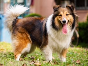 Shetland Sheep Dog