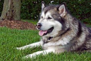 Alaskan Malamute