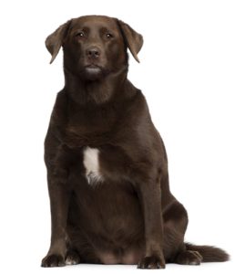 How do you assess your dog's body condition?