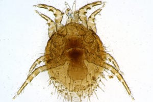 Life Cycle of an Ear Canker Mite