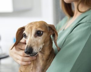 Testing for epileptic seizures in dogs