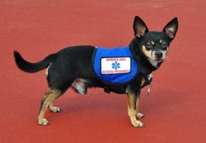 Seizure dogs saving their owners