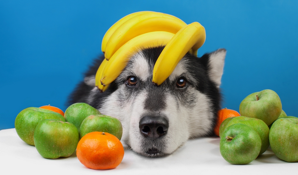 Fruits Dogs Can Eat