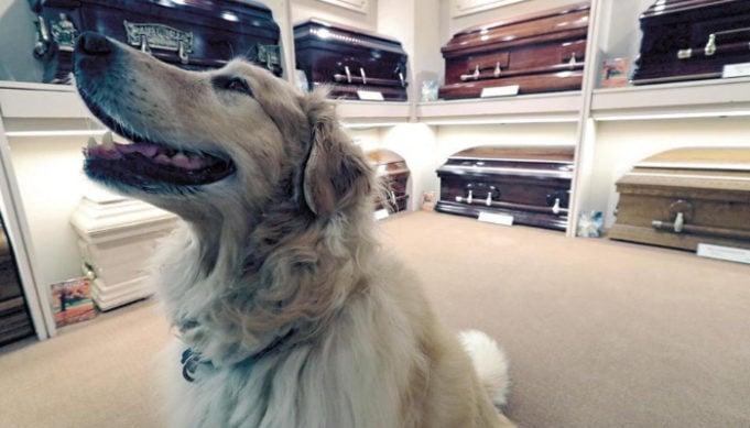 Funeral Homes Using Therapy Dogs to Help the Mourning