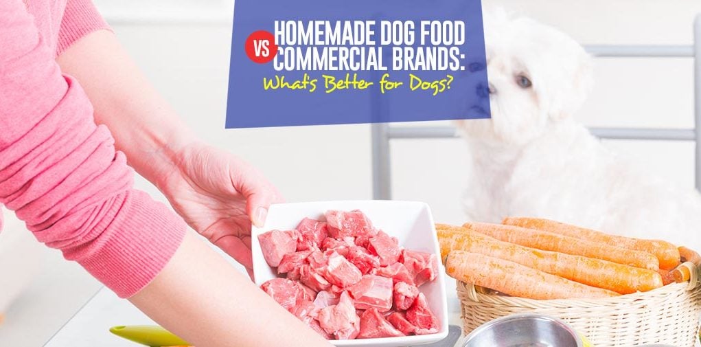 Guide on Homemade Dog Food vs Commercial Brands