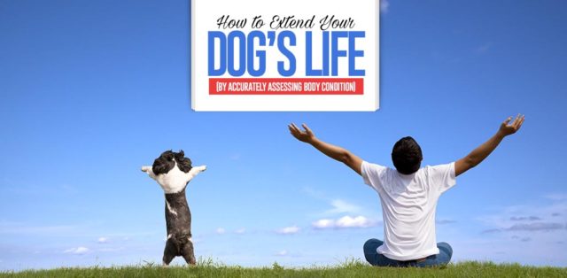 Guide on How to Extend Your Dog’s Life by Accurately Assessing Body Condition