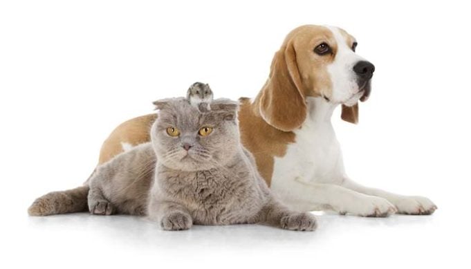 Hate Rodents Get a Dog AND a Cat Scientists Say