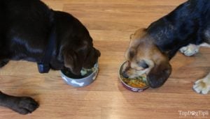 cheap homemade dog food recipe