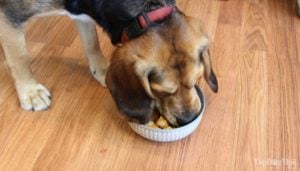 Homemade Vegetarian Dog Food Recipe