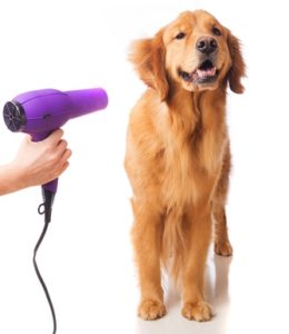 How To Choose A Safe Dog Dryer