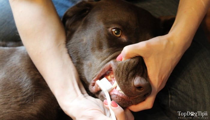 How To Pick the Right Dog Toothbrush