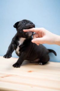 How bite force in dogs is measured