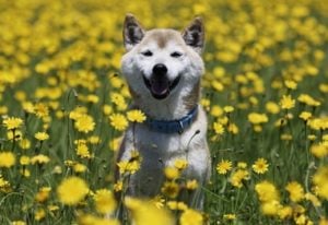 Shiba Inu