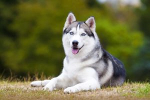  Siberian Husky