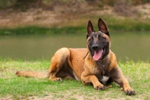 Belgian Malinois