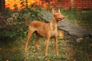 Pharaoh Hound