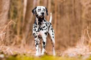 Dalmatian