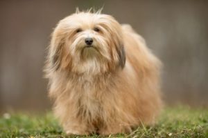 Havanese