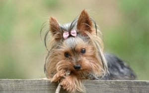 Yorkshire Terrier