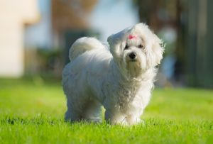 Maltese