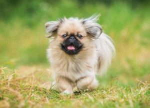 Pekingese