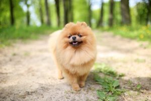 Pomeranian