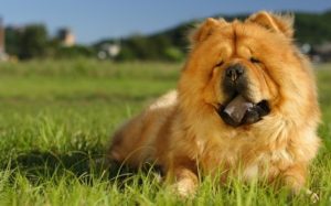 Chow Chow