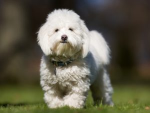 Coton De Tulear