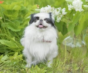 Japanese Chin