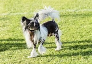 Chinese Crested Hairless