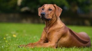 Rhodesian Ridgeback