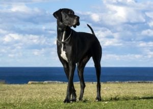 Great Dane