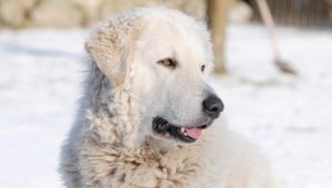 Kuvasz