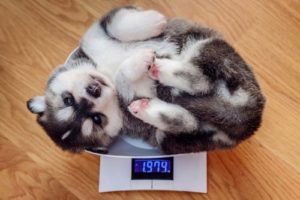 Preventing obesity in dogs and puppies