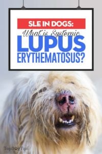 SLE in Dogs - What Is Systemic Lupus Erythematous