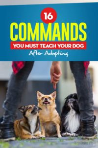 The 16 Commands You Must Teach Your Dog After Adopting